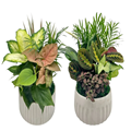 8" Euro White Ceramic Dish Garden (Box of 5)